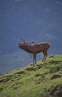 Rothirsch - © Nationalpark Hohe Tauern (Raurisertal) Rothirsch - © Nationalpark Hohe Tauern (Raurisertal)