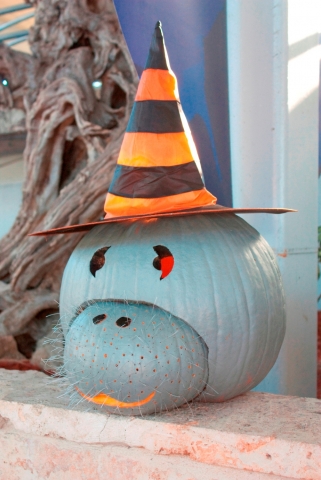 Halloween im Aquarium Sarasota