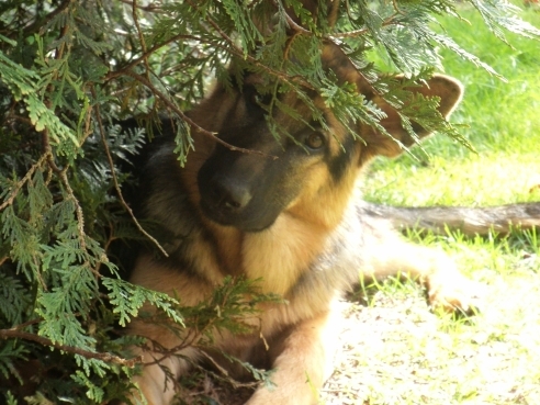 Hunde aus dem Tierheim sind treue Gefährten Hunde aus dem Tierheim sind treue Gefährten