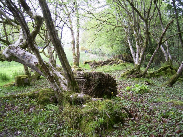 Märchenhafter Wald - Slieve Augty Mountains Märchenhafter Wald - Slieve Augty Mountains