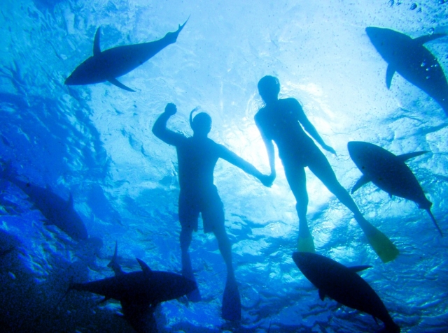 Schwimmen mit Thunfischen: Das gibt es nur in Südaustralien