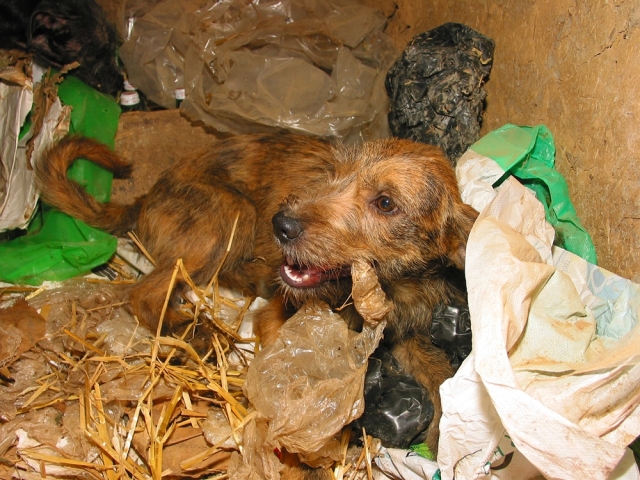 Deutscher Tierhilfe Verband fordert Maßnahmen gegen Animal Hoarding Deutscher Tierhilfe Verband fordert Maßnahmen gegen Animal Hoarding