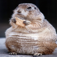 Und täglich grüßt das Murmeltier