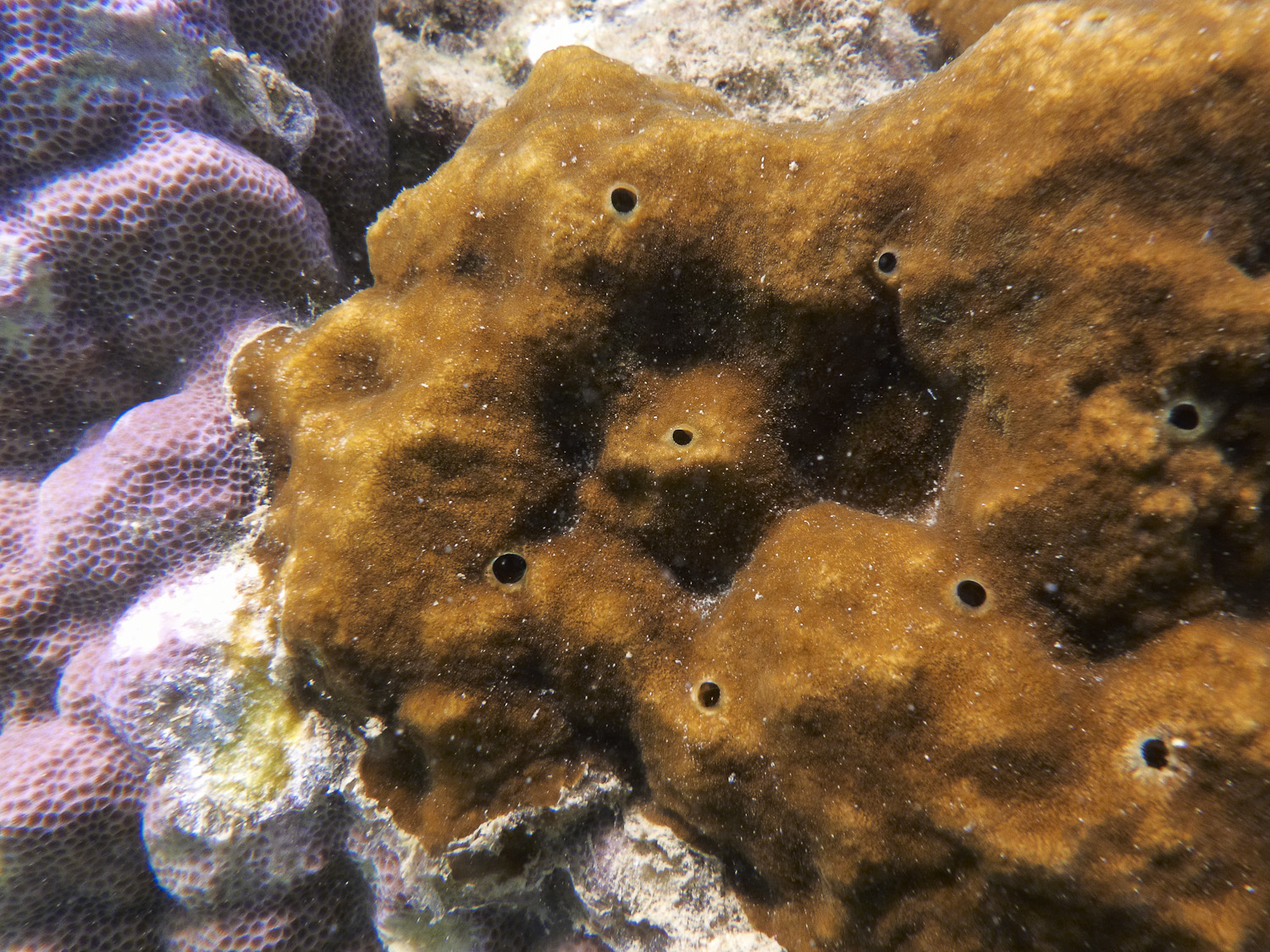 Der Bohrschwamm Cliona orientalis (rechts) befällt lebende Korallen am Great Barrier Reef (links) © 