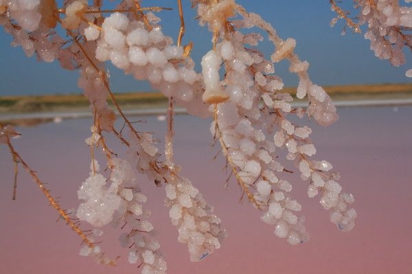An Beta-Carotin reiche rosa Sole und Salzkristalle