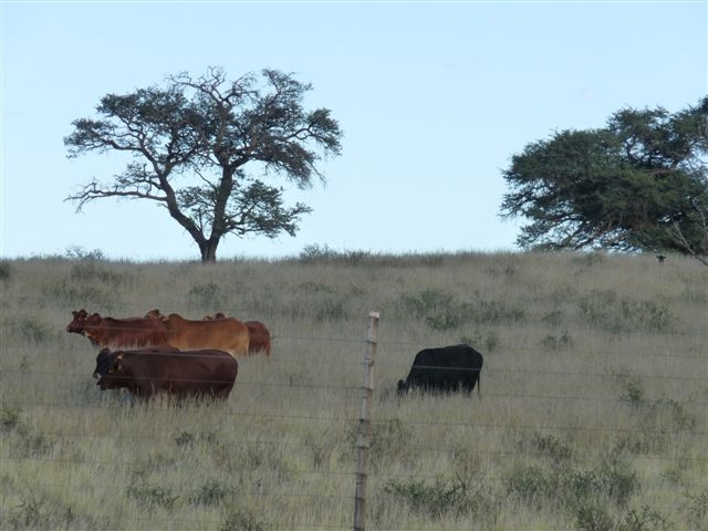 Ein häufiges Bild in Afrika: Nutztiere weiden dort, wo früher Raubtiere ihren sicheren Lebensraum ha