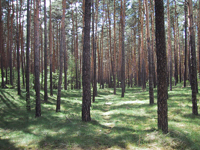 Wald in der Mark Brandenburg – Foto: C. Nöhren Wald in der Mark Brandenburg – Foto: C. Nöhren