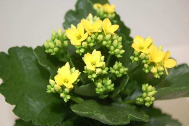 Kalanchoe erfreuen mit ihrer Farbenpracht