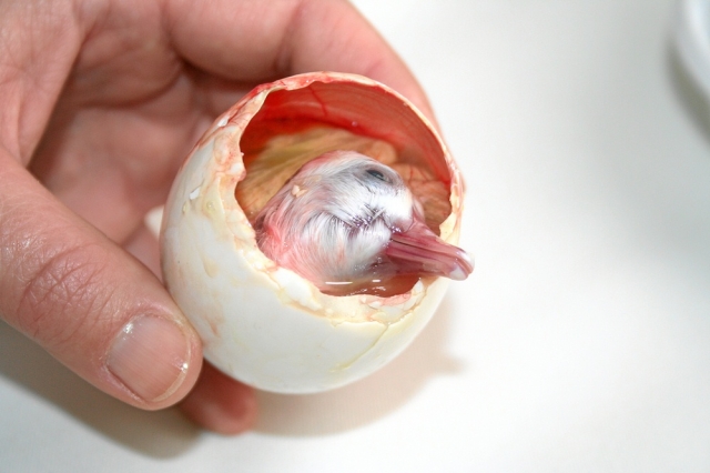 Tierhilfe e.V. Strasburg deckt auf: In Deutschland werden Entenembryos als Delikatesse verkauft