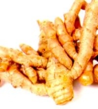 Curcuma longa L. Curcuma longa L.