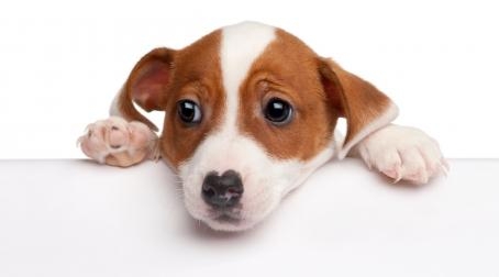 Hunde haben viele Gefühle!