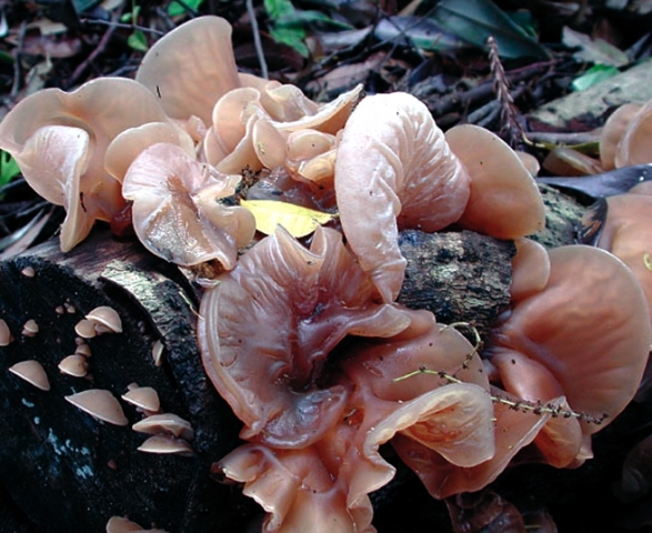 Zur Grundbehandlung bei Bluthochdruck empfiehlt sich auch der Heilpilz Auricularia (Judasohr). Da se Zur Grundbehandlung bei Bluthochdruck empfiehlt sich auch der Heilpilz Auricularia (Judasohr). Da se