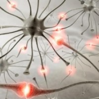 Für ein gut funktionierendes Nervensystem sind aller erforderlichen Mikronährstoffe notwendig. Für ein gut funktionierendes Nervensystem sind aller erforderlichen Mikronährstoffe notwendig.