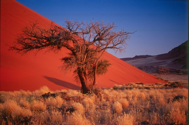 Rote Düne beim Sossusvlei Rote Düne beim Sossusvlei
