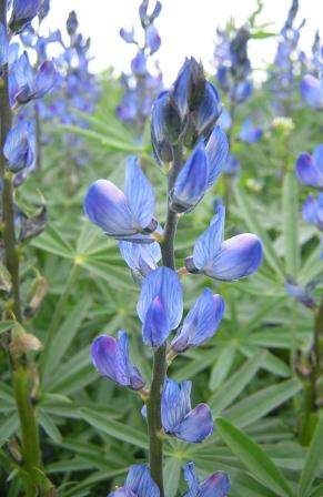 Blaue Süßlupine