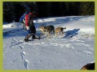 Urlaub mit Hund im Winter