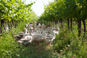 Gänse in den Weinbergen des Weinguts Cono Sur sorgen auf natürliche Weise für weniger Schädlinge Gänse in den Weinbergen des Weinguts Cono Sur sorgen auf natürliche Weise für weniger Schädlinge