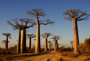 Baobab Bäume in Afrika Baobab Bäume in Afrika