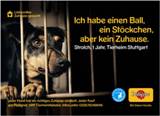 Im Zuge der Pedigree Vermittlungs-Initiative „Liebevolles Zuhause gesucht“ sucht „Strolch“ einen neu