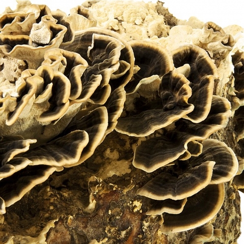 Der Heilpilz Coriolus ist aufgrund seiner antiviralen und antibakteriellen Kräfte ein starker Schutz Der Heilpilz Coriolus ist aufgrund seiner antiviralen und antibakteriellen Kräfte ein starker Schutz