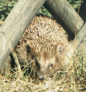 Ein unaufgeräumter Garten bietet Lebensraum für Wildtiere Ein unaufgeräumter Garten bietet Lebensraum für Wildtiere