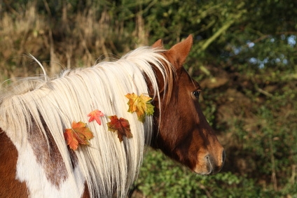 Pferd im Herbst Pferd im Herbst