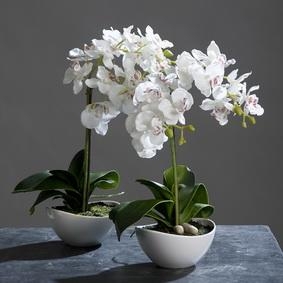 Bütenschönheit: Orchidee Bütenschönheit: Orchidee