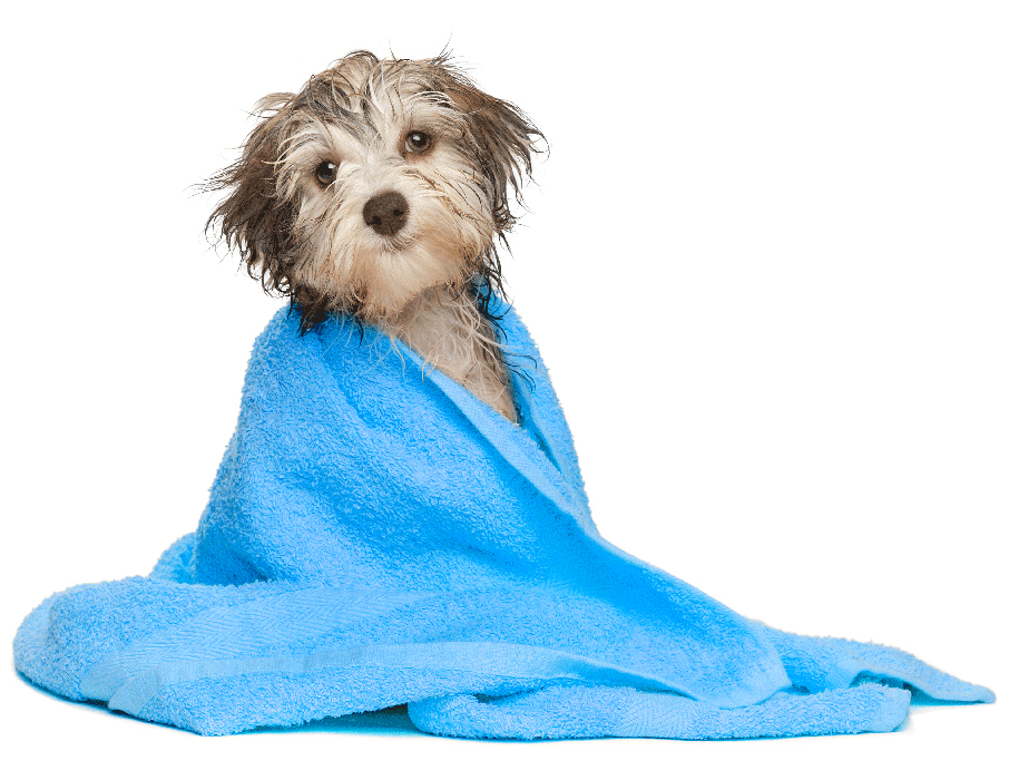 Hund baden Hund baden