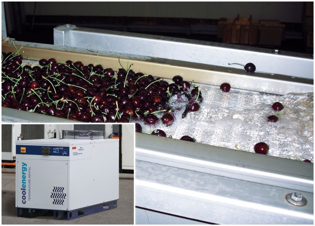 Die Trennung der Kirschpaare funktioniert am besten im eiskalten Wasserstrudel. Da die Erntephase nu Die Trennung der Kirschpaare funktioniert am besten im eiskalten Wasserstrudel. Da die Erntephase nu