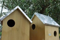 Futter im Vogelhaus: Zu unterscheiden sind Weichfutter- und Körnerfresser. Foto: vetproduction