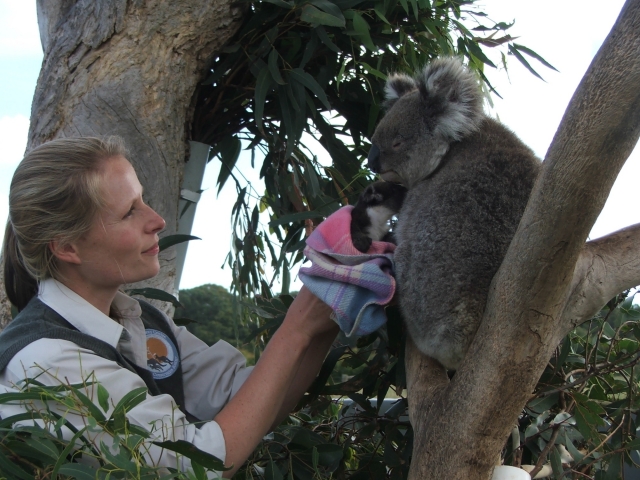 Koala joey - encouraging adoption in the Nursery Koala joey - encouraging adoption in the Nursery