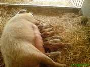 Mangalitza Mangalitza