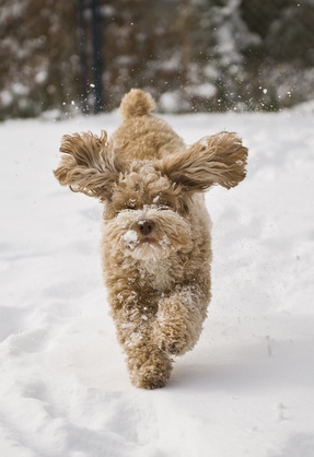 Hund im Schnee Hund im Schnee