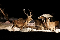 Wildfuetterung © Fotogroup-Kerstin Joensson (Salzburger Saalachtal)