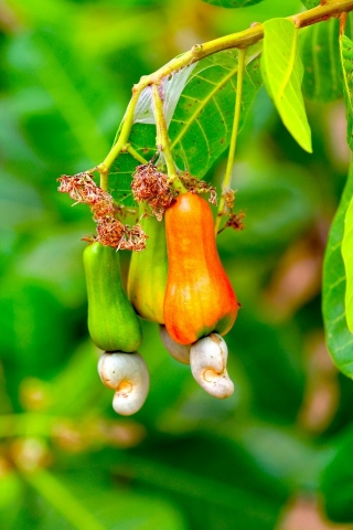 Cashewbaum