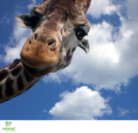 Eine Übersicht der schönsten Zoos und Tierparks zeigt das Reiseportal smavel.com