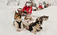 Hundeschlittentour_Lappland