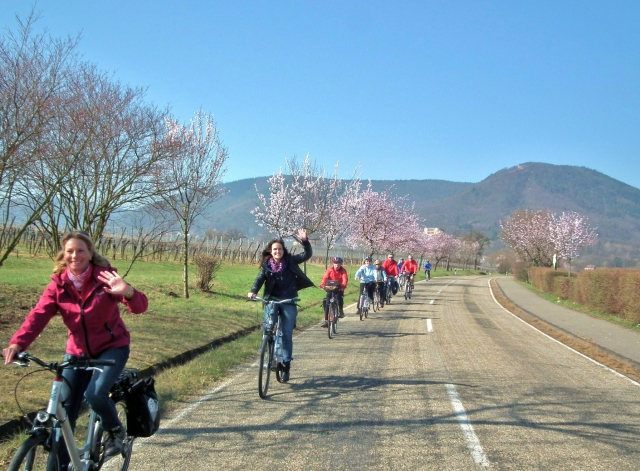 Lust auf Frühling und die Mandelblüte in der Pfalz -  Mit Pedelecs  die Mandelblüte an der Deutschen