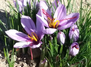 Safranblüten im Iran