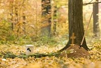 Waldbestattung und Naturbestattung: Im Sehnsuchtsort Wald Frieden und die letzte Ruhestätte zu finde Waldbestattung und Naturbestattung: Im Sehnsuchtsort Wald Frieden und die letzte Ruhestätte zu finde