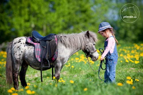 Das Shetlandpony ist gerade bei den kleinen Reitern sehr beliebt Das Shetlandpony ist gerade bei den kleinen Reitern sehr beliebt