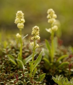 Die Speickpflanze in der Speick Naturkosmetik bei Hautbalance Die Speickpflanze in der Speick Naturkosmetik bei Hautbalance