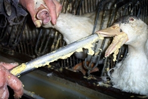 tierhilfe e.V. Strasburg gibt Tipps: So vermeiden Sie Tierqualprodukte auf dem Weihnachtsteller tierhilfe e.V. Strasburg gibt Tipps: So vermeiden Sie Tierqualprodukte auf dem Weihnachtsteller