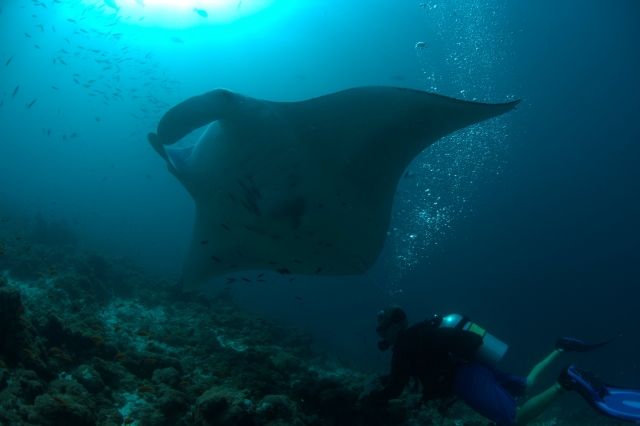 Mantarochen Mantarochen