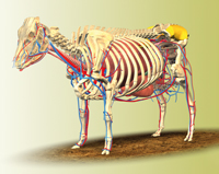 3D-Kuh - Erstellung 3We GmbH