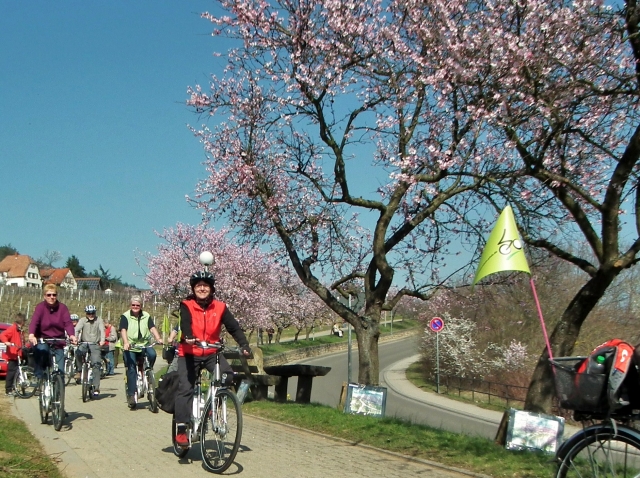 Die Pfälzer Mandelblüte auf Pedelecs gemütlich und genüsslich mit genussradeln-pfalz erleben Die Pfälzer Mandelblüte auf Pedelecs gemütlich und genüsslich mit genussradeln-pfalz erleben