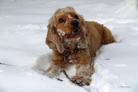 Viele Hunde fürchten sich vor dem Silvesterlärm. Foto: vetproduction