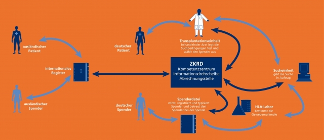 Das ZKRD koordiniert alle Abläufe - von der Spendersucheüber die Spenderauswahl bis zur Transplantat Das ZKRD koordiniert alle Abläufe - von der Spendersucheüber die Spenderauswahl bis zur Transplantat
