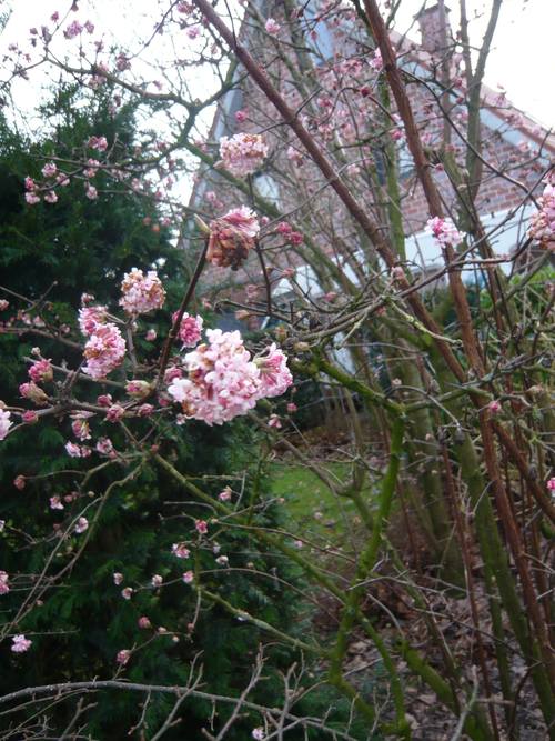 Der Schneeball Viburnum ist ein besonders schöner Winterblüher Der Schneeball Viburnum ist ein besonders schöner Winterblüher