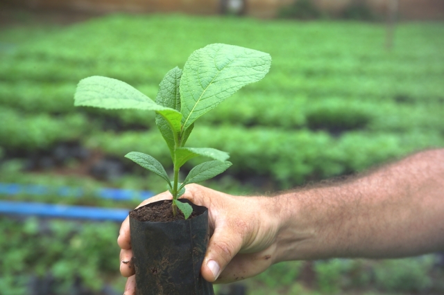 Teakbaumsetzling bereit für die Einpflanzung (Foto: Life Forestry)